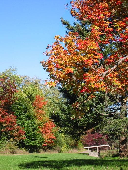 Fall colours at Judy's place.