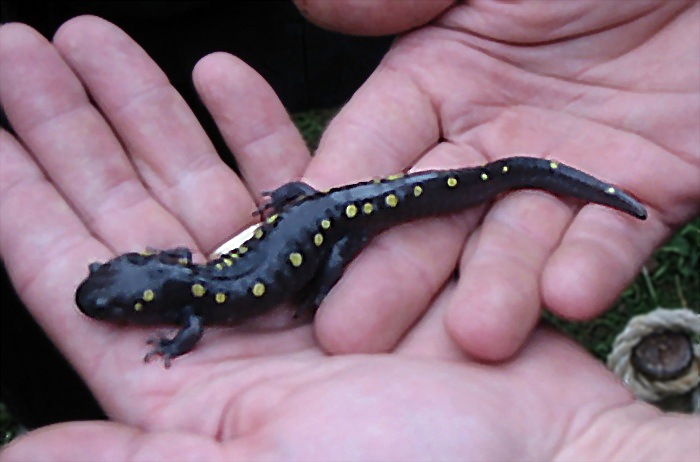 Salamander