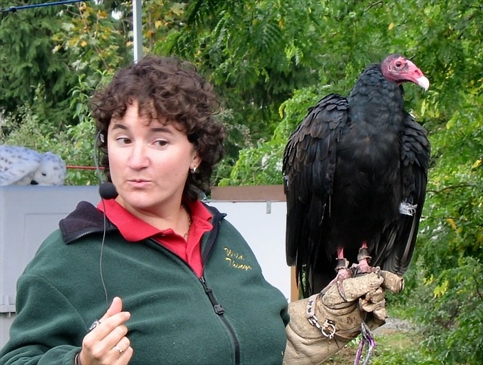 Bald headed vulture at the country fair